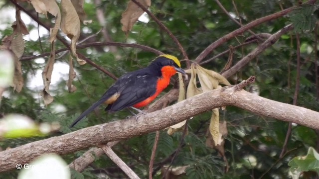 Yellow-crowned Gonolek - ML201842301