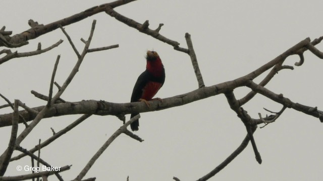 Bearded Barbet - ML201842311