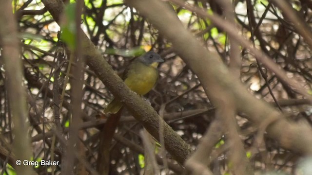 Gray-headed Bristlebill - ML201842331