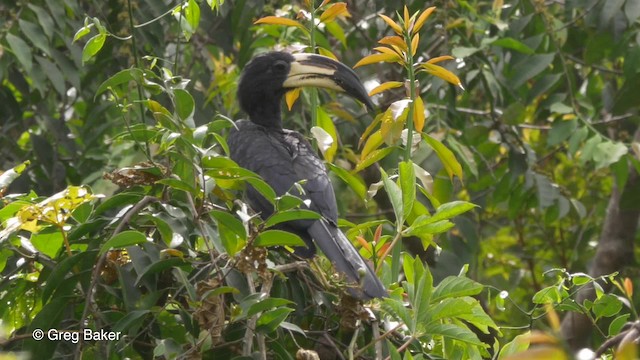 West African Pied Hornbill - ML201842341