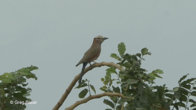 Purple Roller - ML201842361