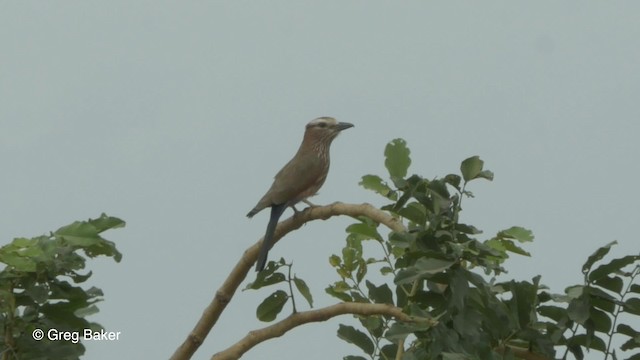 Rufous-crowned Roller - ML201842361