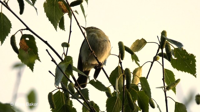 Iberian Chiffchaff - ML201842391