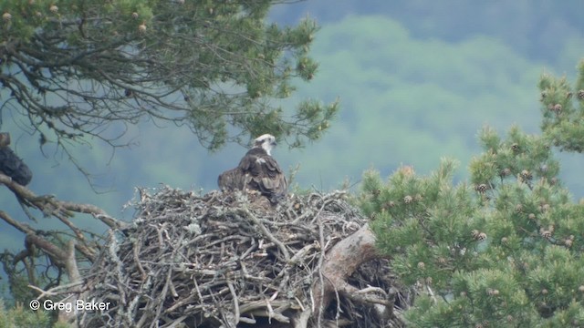 Osprey (haliaetus) - ML201842441