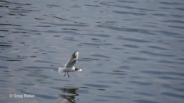 Mouette rieuse - ML201842471