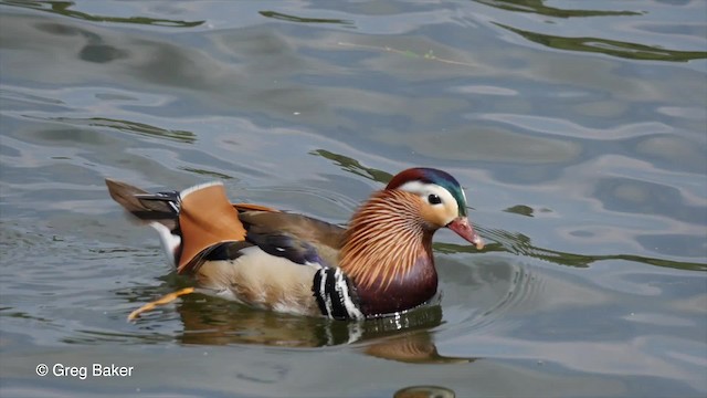 Mandarin Duck - ML201842481