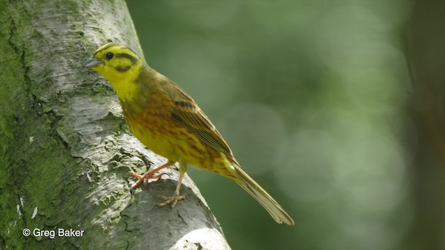 Yellowhammer - ML201842511