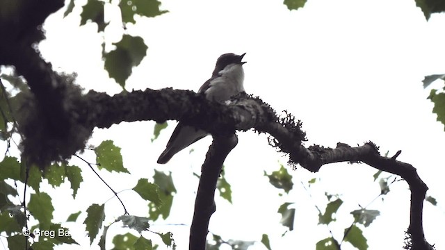 European Pied Flycatcher - ML201842571