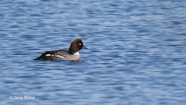 Common Goldeneye - ML201842651