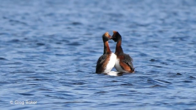 Horned Grebe - ML201842661