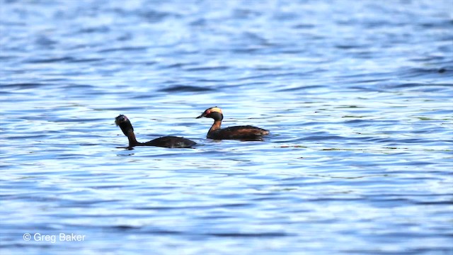 Horned Grebe - ML201842671