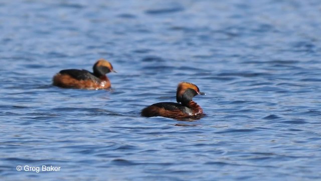 Horned Grebe - ML201842681