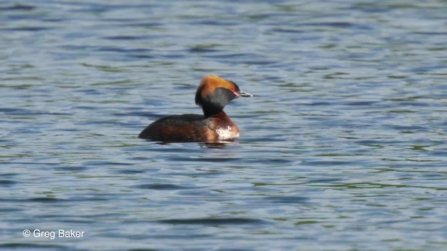 Horned Grebe - ML201842691