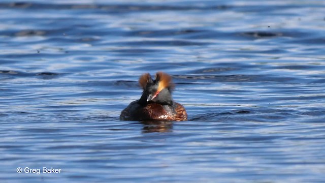 Horned Grebe - ML201842701