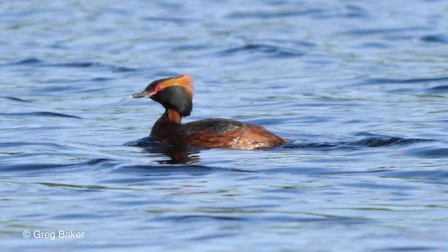 Horned Grebe - ML201842711