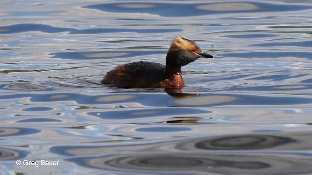 Horned Grebe - ML201842721