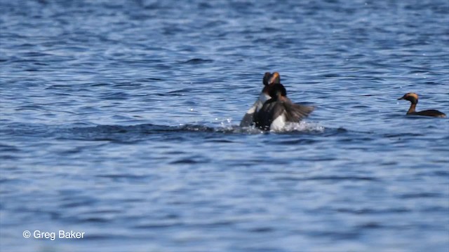 Horned Grebe - ML201842731