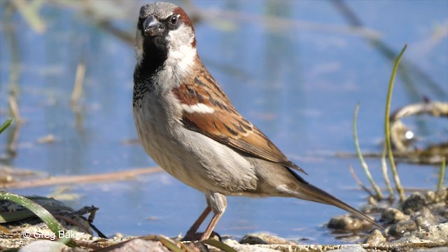 House Sparrow - ML201842741