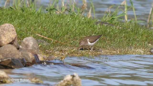 Common Sandpiper - ML201842761