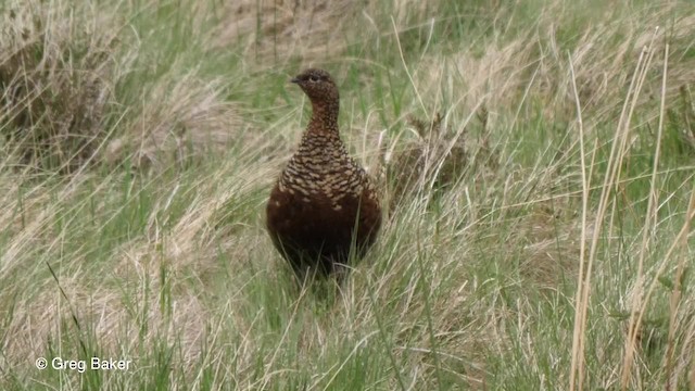 Willow Ptarmigan (Red Grouse) - ML201842771