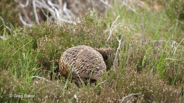 Moorschneehuhn (scotica/hibernica) - ML201842781