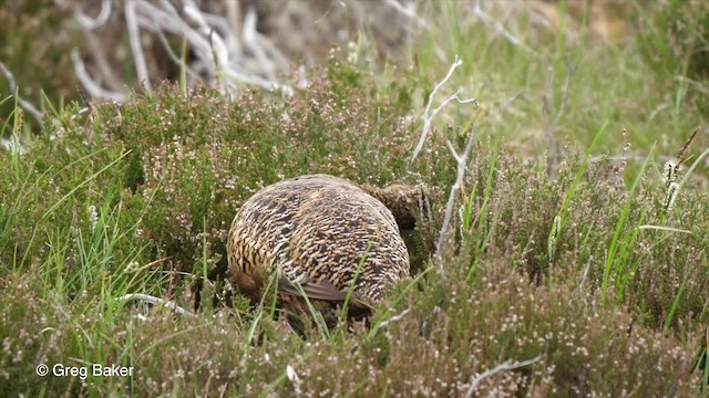 Willow Ptarmigan (Red Grouse) - ML201842781