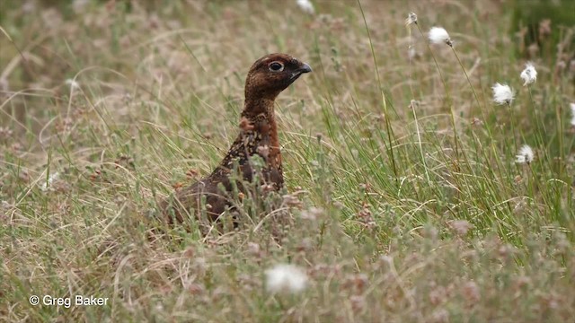 Moorschneehuhn (scotica/hibernica) - ML201842791