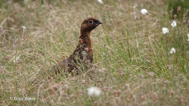 Willow Ptarmigan (Red Grouse) - ML201842791