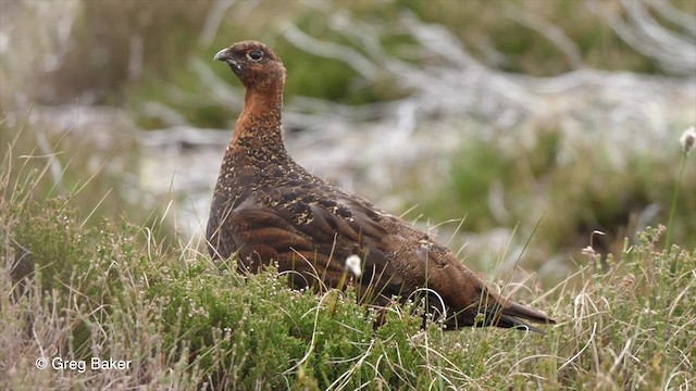 Willow Ptarmigan (Red Grouse) - ML201842801