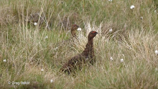 Moorschneehuhn (scotica/hibernica) - ML201842811