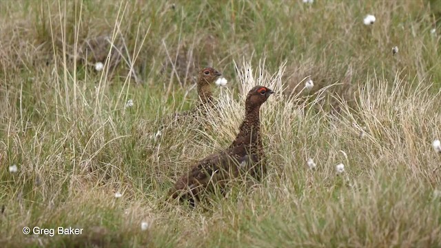 Willow Ptarmigan (Red Grouse) - ML201842811