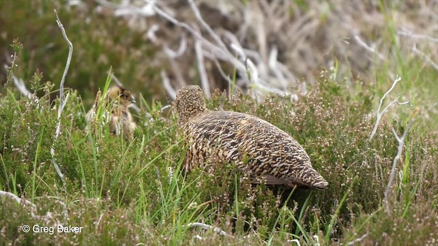 Willow Ptarmigan (Red Grouse) - ML201842821