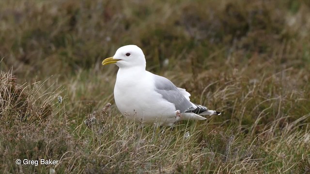 Common Gull (European) - ML201842831