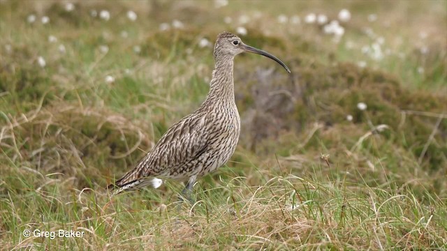 Brachvogel - ML201842841