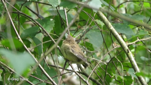 Mosquitero Común (grupo collybita) - ML201842861