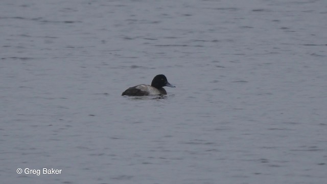 Greater Scaup - ML201842881