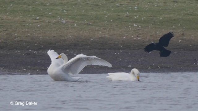 Whooper Swan - ML201842921