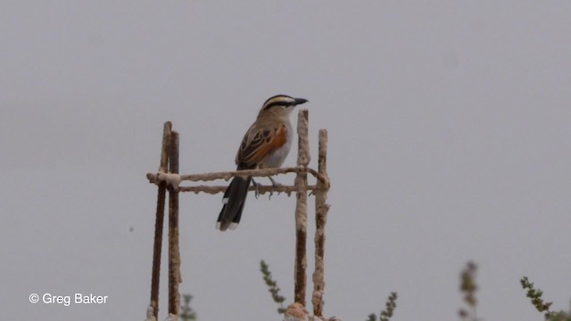 Black-crowned Tchagra (Black-crowned) - ML201842951