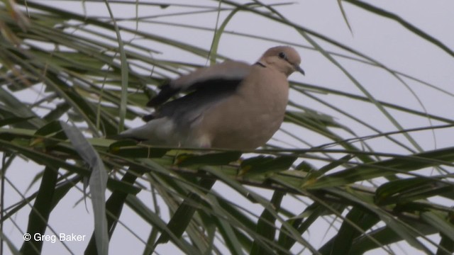 Tórtola Vinosa - ML201842981