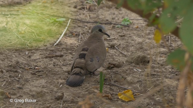 Black-billed Wood-Dove - ML201842991