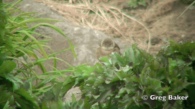 Middendorff's Grasshopper Warbler - ML201843081