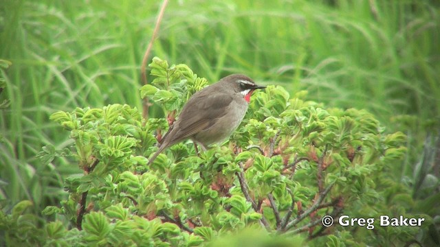 Siberian Rubythroat - ML201843091