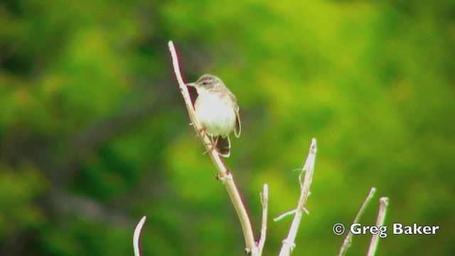 Middendorff's Grasshopper Warbler - ML201843101