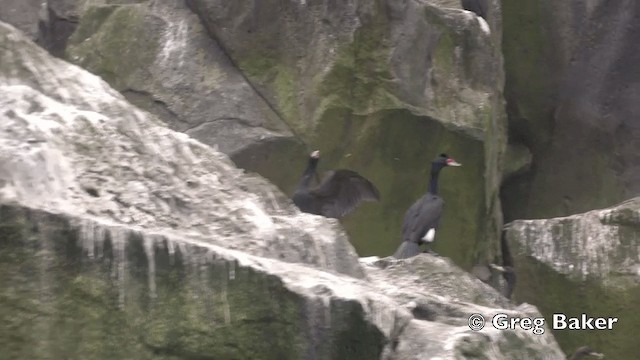 Cormoran à face rouge - ML201843171