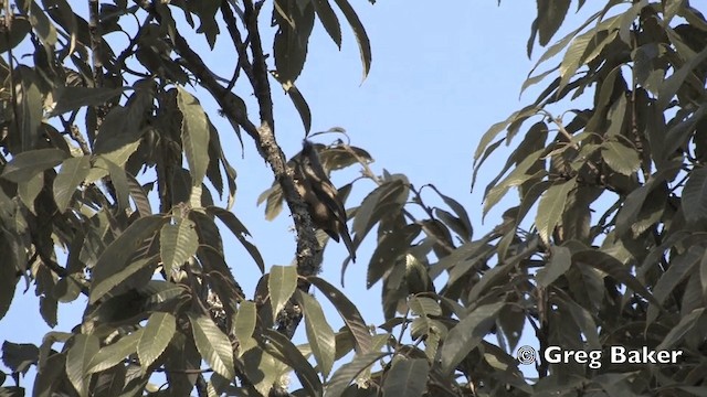 Stripe-throated Yuhina - ML201843261