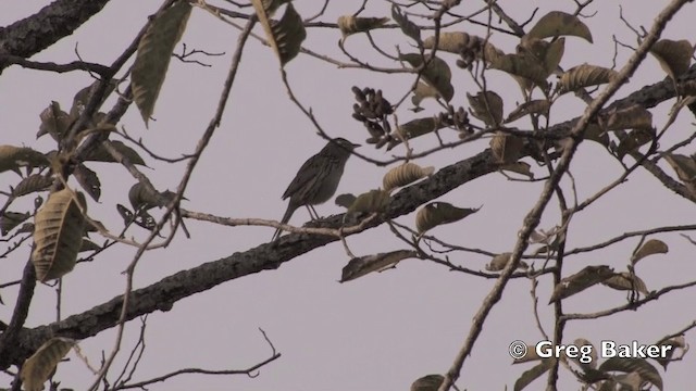 Upland Pipit - ML201843291