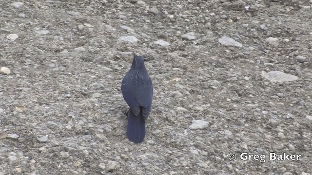 Blue Whistling-Thrush (Yellow-billed) - ML201843311