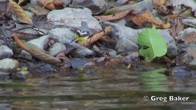 Gray Wagtail - ML201843321