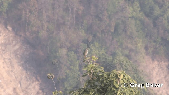 Gray Bushchat - ML201843331