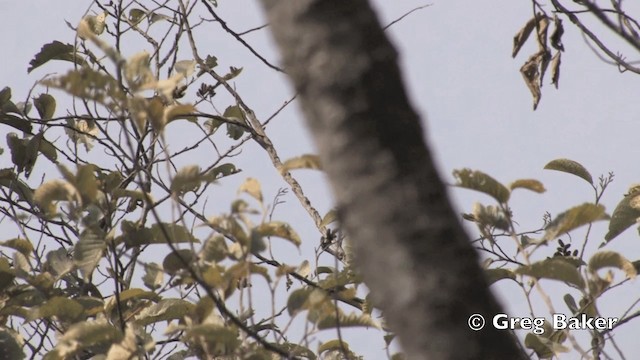 Minivet Colilargo - ML201843351